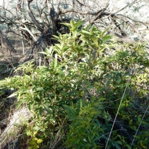 Pittosporum undulatum at Flynn, ACT - 14 May 2016 01:39 PM