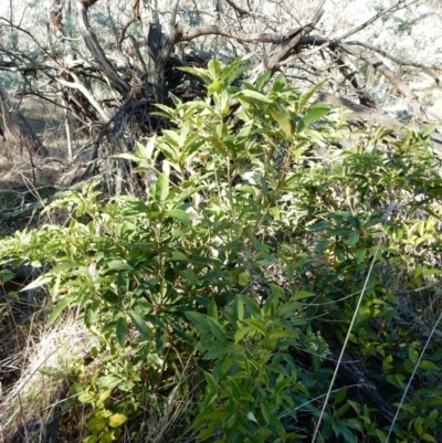 Pittosporum undulatum (sweet pittosporum) at Flynn, ACT - 14 May 2016 by Rosie