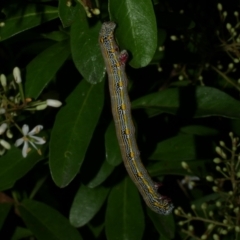 Chlenias (genus) (A looper moth) at Freshwater Creek, VIC - 30 Dec 2022 by WendyEM