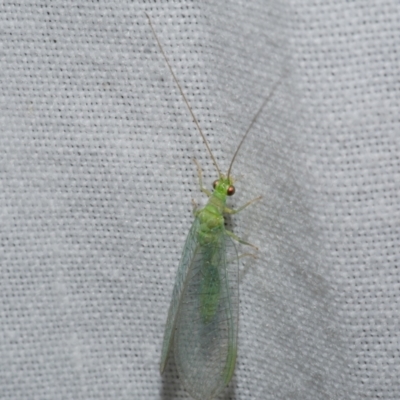 Mallada signatus at Freshwater Creek, VIC - 26 Dec 2022 by WendyEM