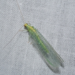 Apertochrysa edwardsi (A Green Lacewing) at Freshwater Creek, VIC - 26 Dec 2022 by WendyEM