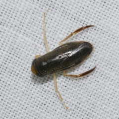 Unidentified Water beetle (several families) at WendyM's farm at Freshwater Ck. - 25 Dec 2022 by WendyEM