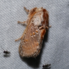 Pseudanapaea (genus) (A cup moth) at Freshwater Creek, VIC - 26 Dec 2022 by WendyEM