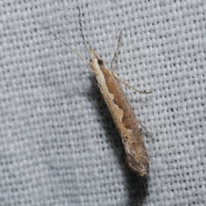 Plutella xylostella at Freshwater Creek, VIC - 25 Dec 2022