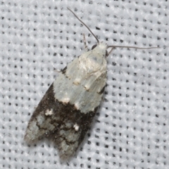 Tracholena sulfurosa (A tortrix moth) at Freshwater Creek, VIC - 25 Dec 2022 by WendyEM