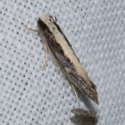 Monopis ethelella (Dead Sheep's Moth) at Freshwater Creek, VIC - 25 Dec 2022 by WendyEM