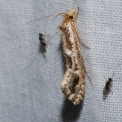 Moerarchis inconcisella (A tineid moth) at Freshwater Creek, VIC - 25 Dec 2022 by WendyEM