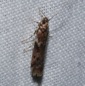 Ephestiopsis oenobarella at Freshwater Creek, VIC - 25 Dec 2022