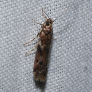 Ephestiopsis oenobarella at Freshwater Creek, VIC - 25 Dec 2022 10:53 PM