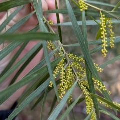 Acacia longifolia subsp. longifolia (Sydney Golden Wattle) at Woomargama, NSW - 28 Jul 2024 by Darcy