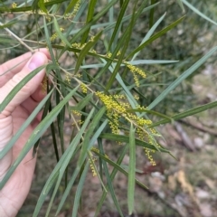 Acacia longifolia subsp. longifolia at Woomargama, NSW - 28 Jul 2024 10:58 AM