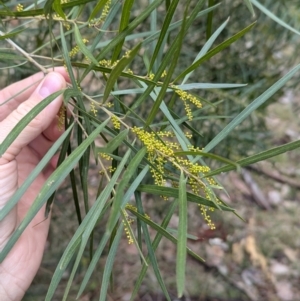 Acacia longifolia subsp. longifolia at Woomargama, NSW - 28 Jul 2024