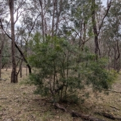 Acacia longifolia subsp. longifolia at Woomargama, NSW - 28 Jul 2024 10:58 AM