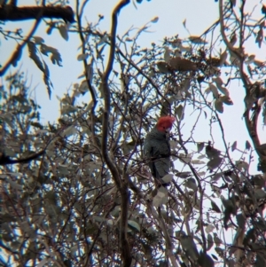 Callocephalon fimbriatum at Woomargama, NSW - 28 Jul 2024