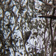 Callocephalon fimbriatum at Woomargama, NSW - suppressed