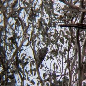 Callocephalon fimbriatum at Woomargama, NSW - suppressed