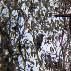 Callocephalon fimbriatum at Woomargama, NSW - suppressed