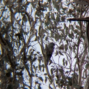 Callocephalon fimbriatum at Woomargama, NSW - suppressed