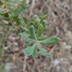 Persoonia rigida (Hairy Geebung) at Talmalmo, NSW - 28 Jul 2024 by Darcy