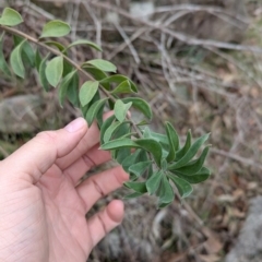 Persoonia rigida at Talmalmo, NSW - 28 Jul 2024