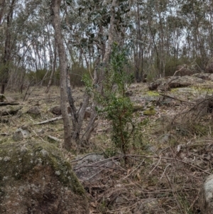 Persoonia rigida at Talmalmo, NSW - 28 Jul 2024