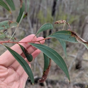 Acacia rubida at Talmalmo, NSW - 28 Jul 2024 01:04 PM