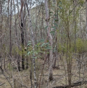 Acacia rubida at Talmalmo, NSW - 28 Jul 2024 01:04 PM