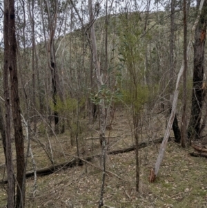 Acacia rubida at Talmalmo, NSW - 28 Jul 2024 01:04 PM