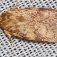 Garrha costimacula (A Concealer moth (Wingia Group)) at Sheldon, QLD - 9 Mar 2024 by PJH123