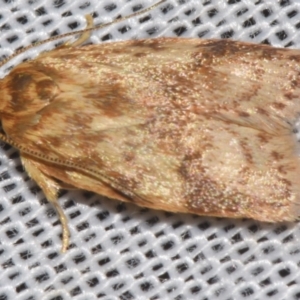 Garrha costimacula at Sheldon, QLD - suppressed