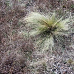 Nassella trichotoma at Watson, ACT - 22 Jul 2024