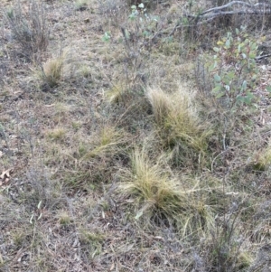 Nassella trichotoma at Watson, ACT - 28 Jul 2024