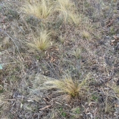 Nassella trichotoma at Watson, ACT - 28 Jul 2024