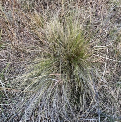 Nassella trichotoma (Serrated Tussock) at Watson, ACT - 28 Jul 2024 by waltraud