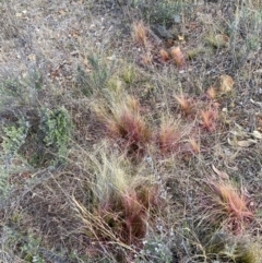 Nassella trichotoma at Watson, ACT - 28 Jul 2024