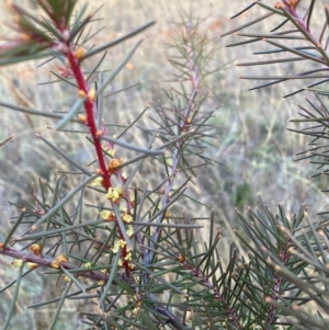 Hakea decurrens at Watson, ACT - 28 Jul 2024 05:06 PM