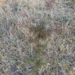 Hakea decurrens at Watson, ACT - 28 Jul 2024 05:06 PM