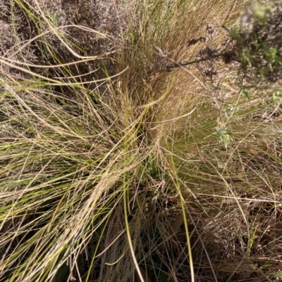 Nassella trichotoma (Serrated Tussock) at Watson, ACT - 28 Jul 2024 by waltraud