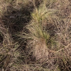 Nassella trichotoma (Serrated Tussock) at Watson, ACT - 28 Jul 2024 by waltraud