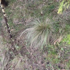 Nassella trichotoma (Serrated Tussock) at Watson, ACT - 22 Jul 2024 by waltraud