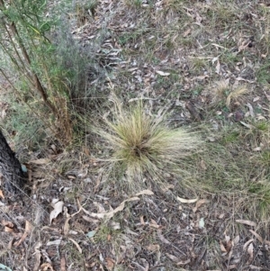 Nassella trichotoma at Watson, ACT - 22 Jul 2024