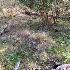 Nassella trichotoma at Watson, ACT - 22 Jul 2024