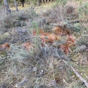 Nassella trichotoma at Watson, ACT - 22 Jul 2024