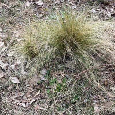 Nassella trichotoma (Serrated Tussock) at Watson, ACT - 22 Jul 2024 by waltraud