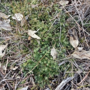 Styphelia humifusum at Watson, ACT - 22 Jul 2024