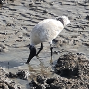 Threskiornis molucca at Cairns City, QLD - 29 Jul 2024 08:39 AM