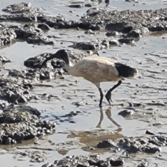 Threskiornis molucca at Cairns City, QLD - 29 Jul 2024