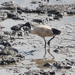 Threskiornis molucca at Cairns City, QLD - 29 Jul 2024 08:39 AM