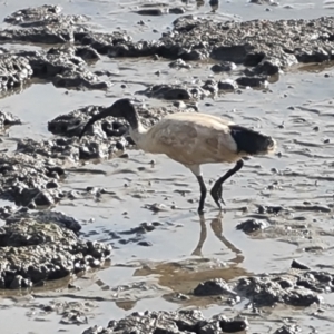 Threskiornis molucca at Cairns City, QLD - 29 Jul 2024