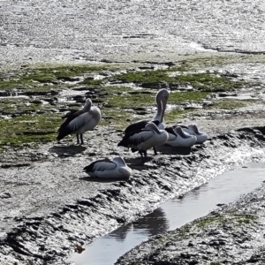 Pelecanus conspicillatus at Cairns City, QLD - 29 Jul 2024 08:36 AM